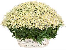 Цветочная композиция из Ромашки в корзине #REPLACE_PRED# Бугры Ленинградская область